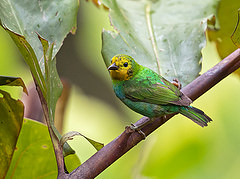 Chlorochrysa nitidissima