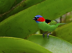 Tangara cyanocephala