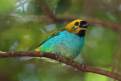 Tangara cyanoventris