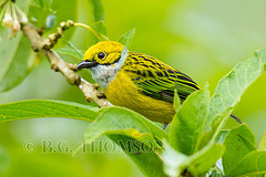 Tangara icterocephala