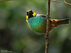 Tangara xanthocephala