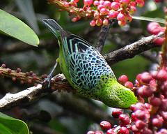 Tangara xanthogastra