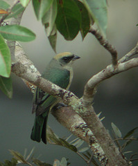 Tangara meyerdeschauenseei