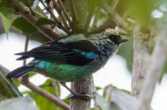 Tangara labradorides