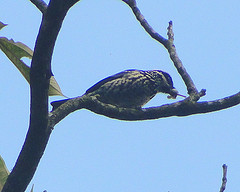 Tangara nigroviridis