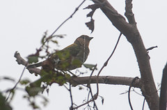 Tangara viridicollis