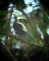 Tangara argyrofenges