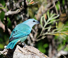 Tangara cyanoptera