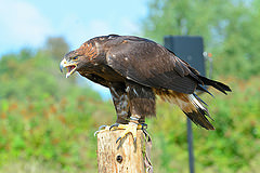 Aquila chrysaetos