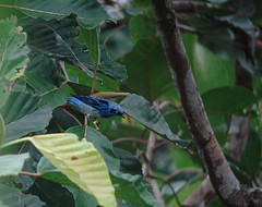 Dacnis albiventris