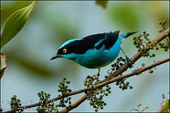 Dacnis lineata