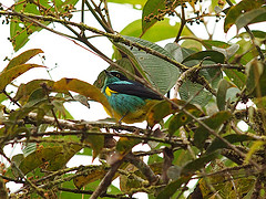 Dacnis egregia