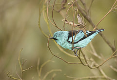 Dacnis nigripes