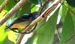 Dacnis venusta