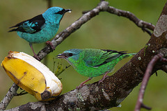 Dacnis cayana