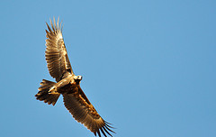Aquila audax