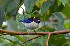 Iridophanes pulcherrimus