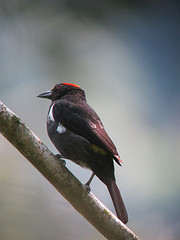 Heterospingus xanthopygius