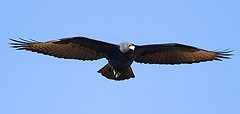 Aquila verreauxii