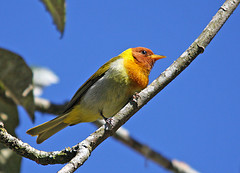 Hemithraupis ruficapilla