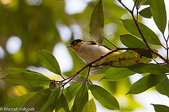 Hemithraupis flavicollis