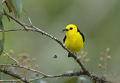 Chrysothlypis chrysomelas