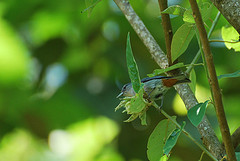 Conirostrum speciosum