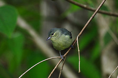 Conirostrum leucogenys