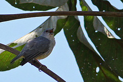 Conirostrum margaritae