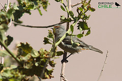 Conirostrum tamarugense