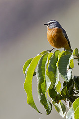 Conirostrum ferrugineiventre