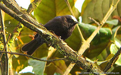 Conirostrum albifrons