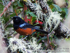 Diglossa gloriosissima