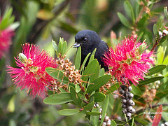 Diglossa lafresnayii