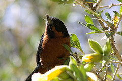 Diglossa brunneiventris