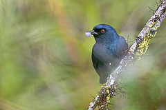 Diglossa caerulescens