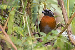 Oreothraupis arremonops