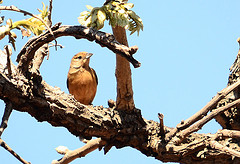 Charitospiza eucosma