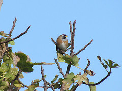 Saltatricula multicolor