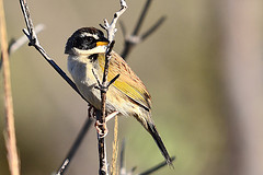 Coryphaspiza melanotis