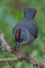 Coryphospingus pileatus