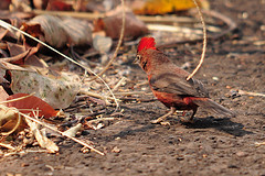 Coryphospingus cucullatus