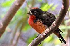 Rhodospingus cruentus