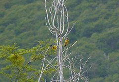 Phrygilus patagonicus