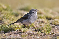 Phrygilus erythronotus