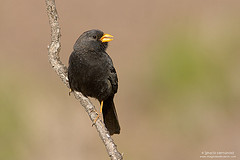 Phrygilus carbonarius