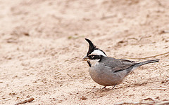 Lophospingus pusillus