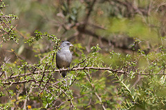 Lophospingus griseocristatus