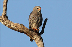 Kaupifalco monogrammicus