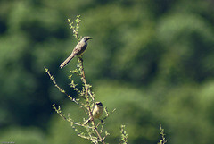 Donacospiza albifrons